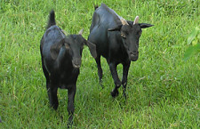 ষ্টল ফিডিং পদ্ধতিতে ছাগল পালন