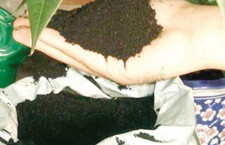 জীবাণু সার