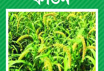 কাউন চাষ