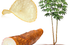 গমের বিকল্প কাসাভা