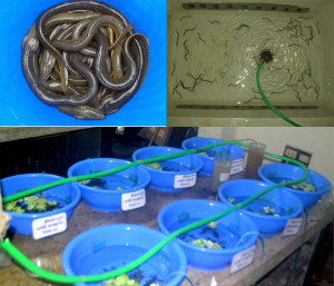 Cuchia breeding photos