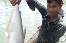 মাছ চাষের নতুন সম্ভাবনাঃ ভিয়েতনামের হোয়ায়েট মাসল পাঙ্গাস
