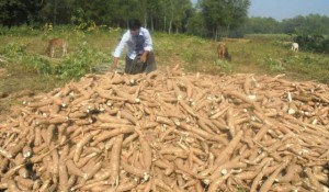 Kasava Feature-Pic1
