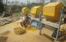 বারি হলুদ পলিসার