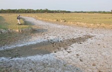লবণাক্ত মাটির ব্যবস্থাপনা