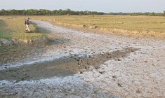 লবণাক্ত মাটির ব্যবস্থাপনা